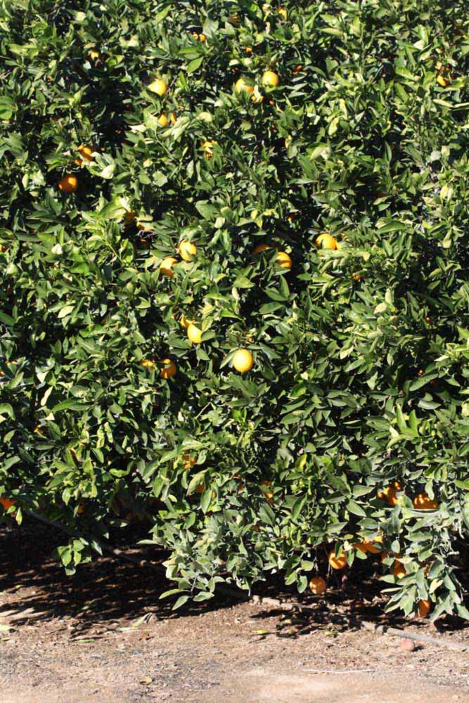            Habit (Riverside, CA)   